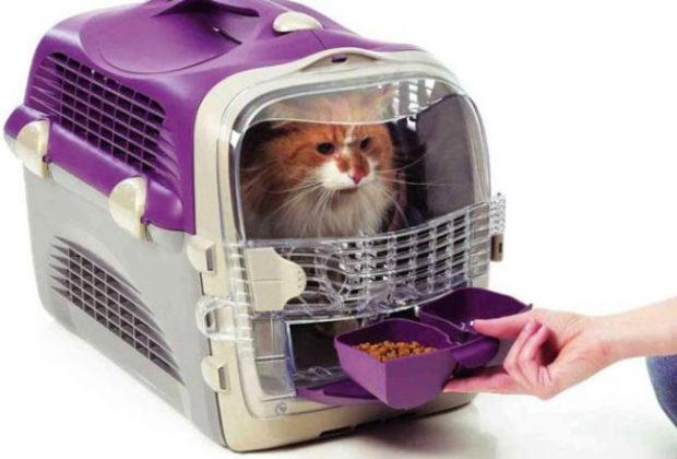 Les meilleurs porteurs pour un chat