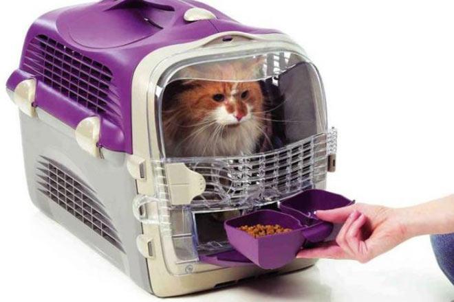 Les meilleurs porteurs pour un chat