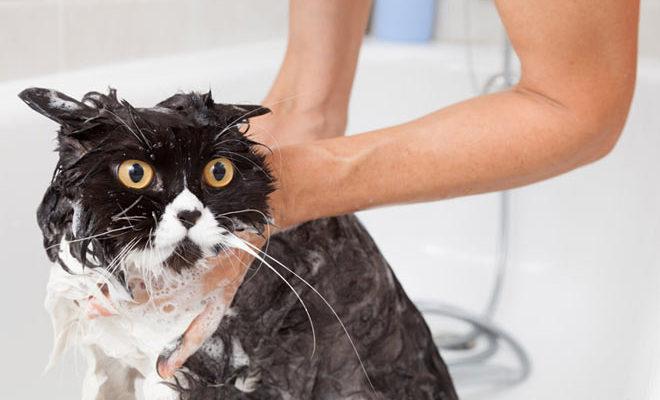 Les meilleurs shampooings pour chats et chats selon les avis des clients Les meilleurs shampooings pour chats et chats