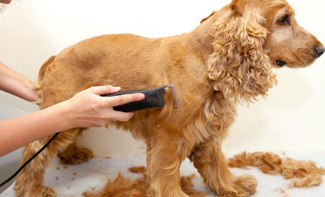 Les meilleures tondeuses pour tondeuses