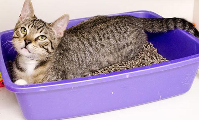 Les meilleures portées pour litière pour chat Les meilleures portées pour litière pour chat