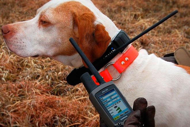 Meilleurs colliers électriques pour chiens colliers électriques pour chiens