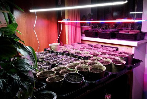 Les meilleurs phytolampes Les meilleurs phytolampes