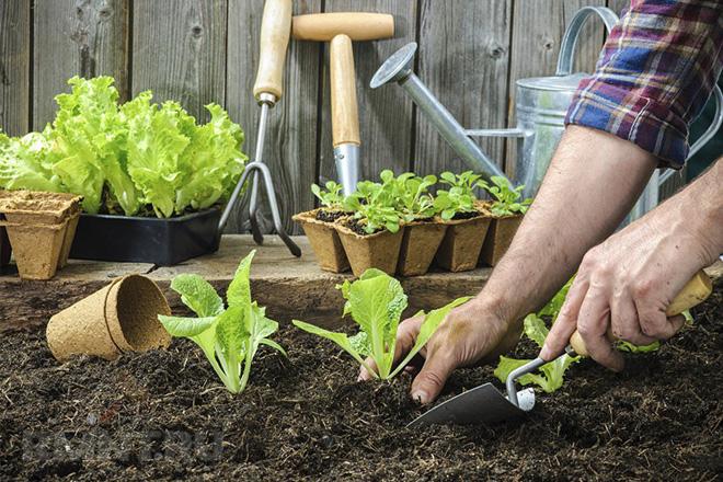 Le meilleur sol pour les plantes