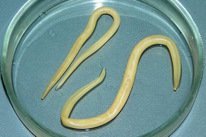 Les meilleures pilules pour les vers pour les humains Les meilleures pilules pour les vers pour les humains