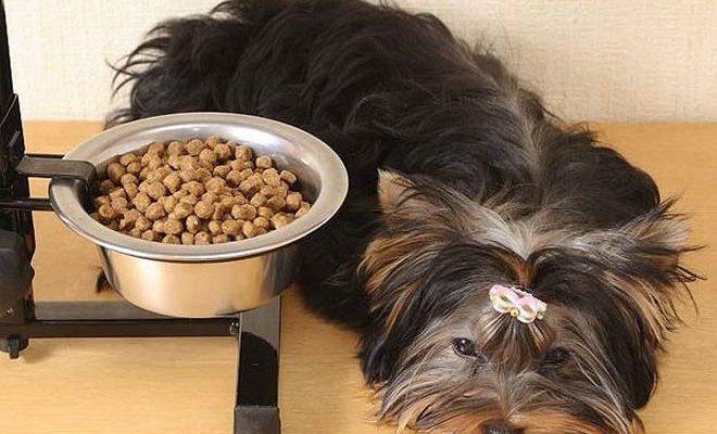 La meilleure nourriture pour York La meilleure nourriture pour les Yorkies