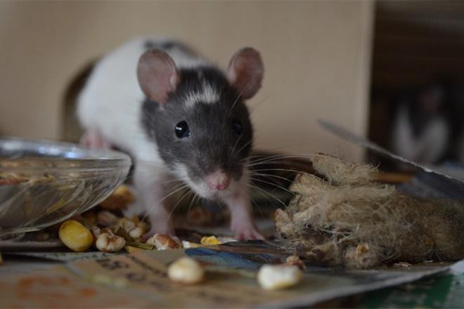 Les meilleurs répulsifs de souris Les meilleurs répulsifs de souris