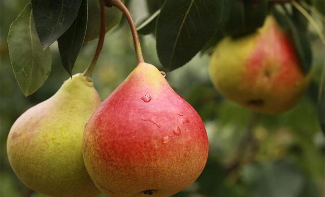 Les meilleures variétés de poires Les meilleures variétés de poires