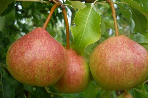 À la mémoire de Yakovlev