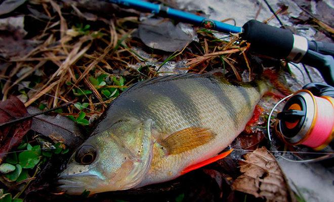 Les meilleurs spinners pour perche Les meilleurs spinners pour perche