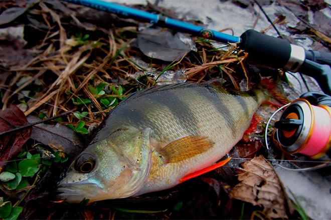 Les meilleurs spinners pour perche Les meilleurs spinners pour perche