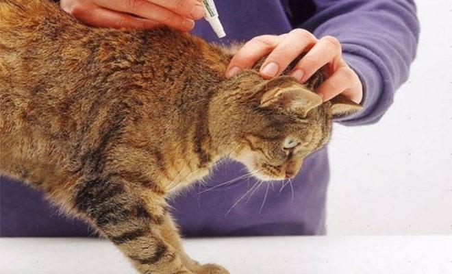 Les meilleures gouttes aux puces pour chats Les meilleures gouttes aux puces pour chats