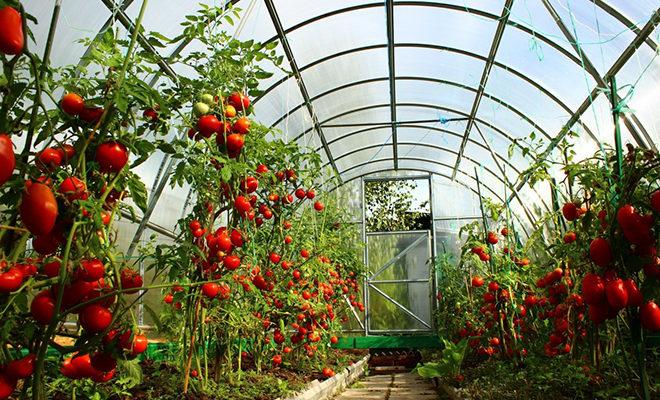Les meilleures variétés de tomates pour les serres Les meilleures variétés de tomates pour les serres