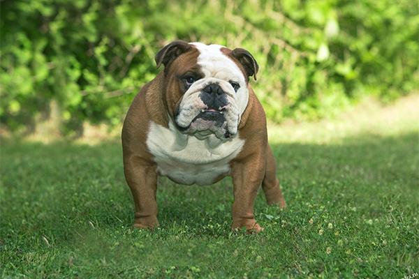 Bulldog anglais