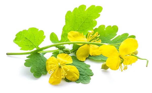 Жълтурчета