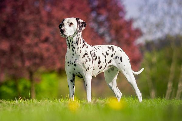 dalmatien