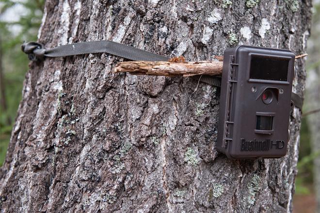 Les meilleurs pièges photographiques pour la chasse