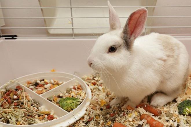 Meilleure nourriture pour lapins