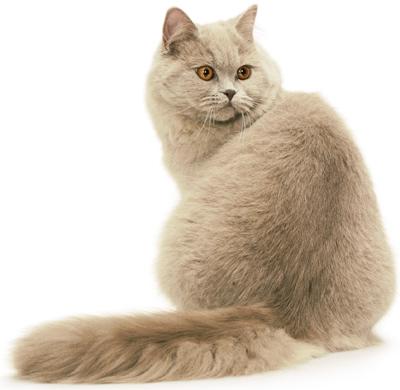 British longhair
