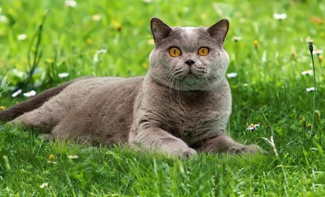 Les meilleures races de chats Les meilleures races de chats