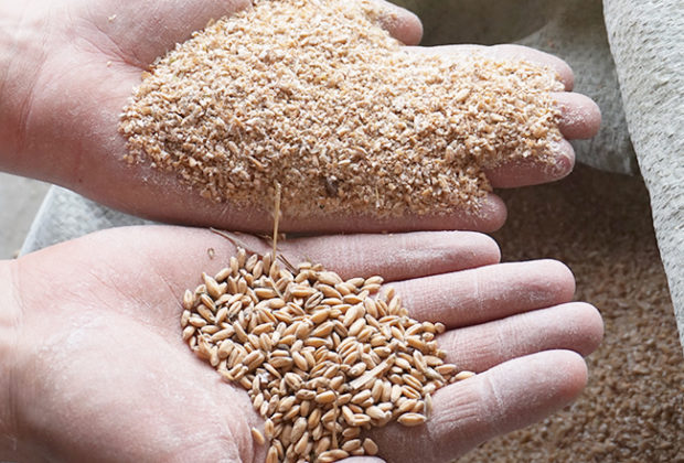 Meilleurs moulins à grains Meilleurs moulins à grains