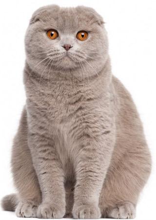 Écossais à oreilles tombantes