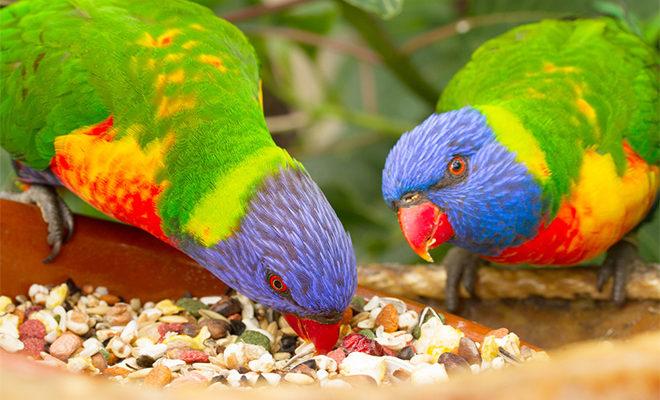 La meilleure nourriture pour les perroquets