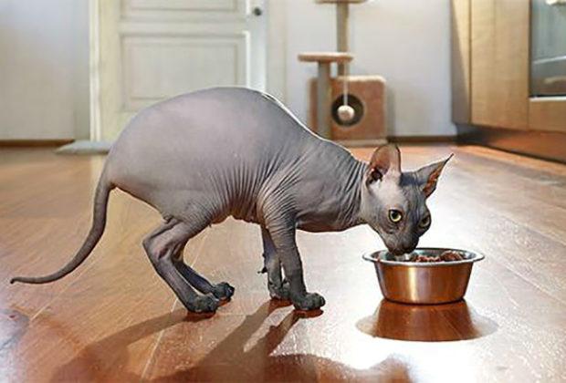 La meilleure nourriture pour le sphinx La meilleure nourriture pour le sphinx