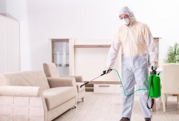 Les meilleurs remèdes contre les punaises de lit Les meilleurs remèdes contre les punaises de lit