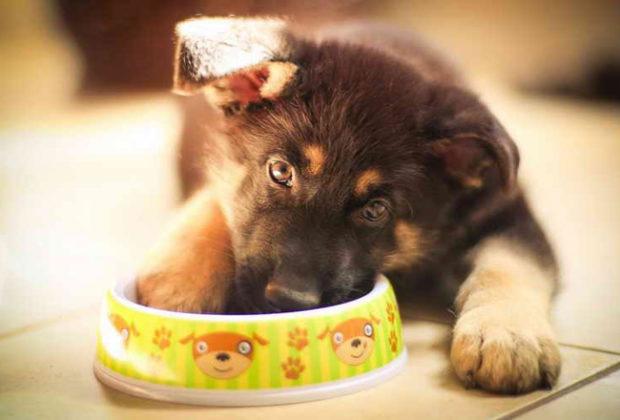 La meilleure nourriture pour un berger La meilleure nourriture pour un berger