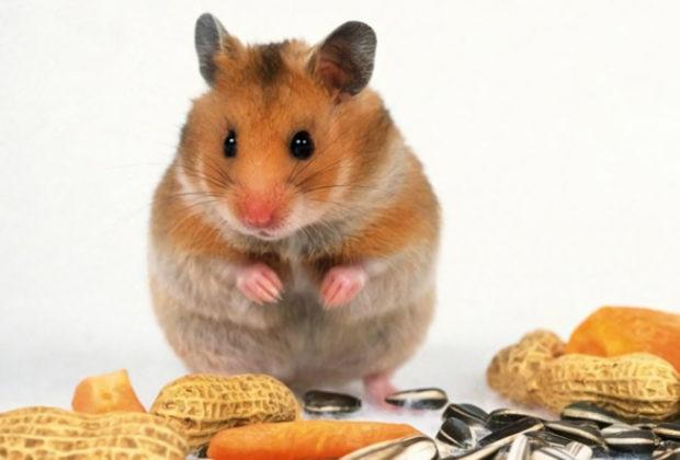 La meilleure nourriture pour un hamster La meilleure nourriture pour hamsters