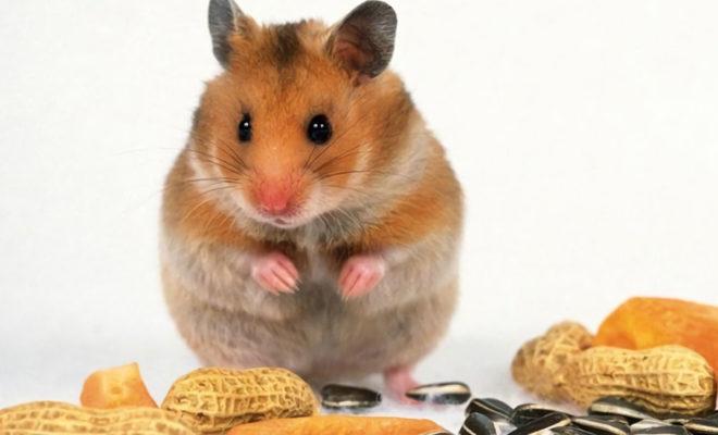 La meilleure nourriture pour un hamster La meilleure nourriture pour hamsters